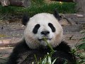 Pandas (027)
